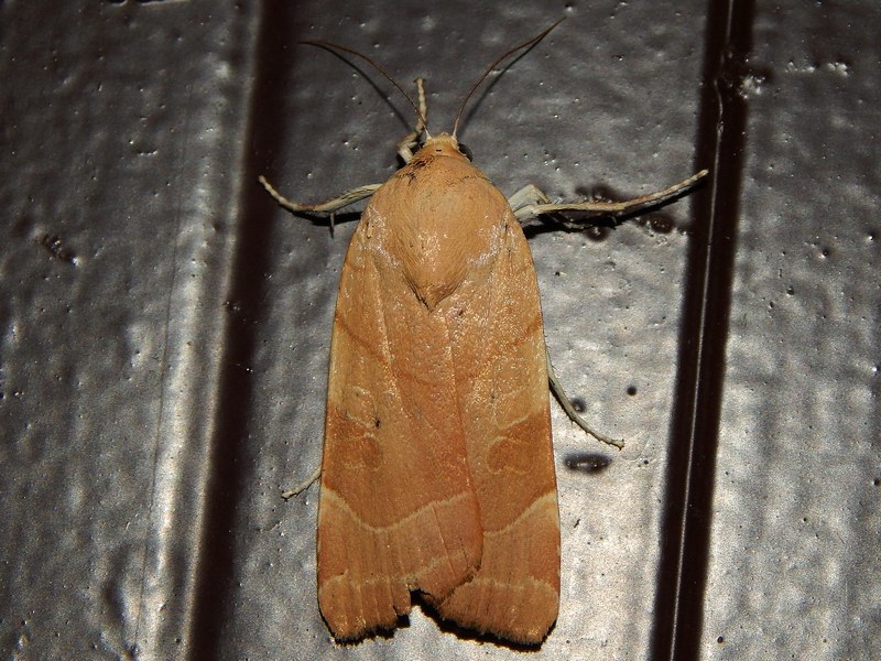 Grossa falena (circa 4-5cm) da identificare